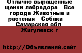 Отлично выращенные щенки лабрадора - Все города Животные и растения » Собаки   . Самарская обл.,Жигулевск г.